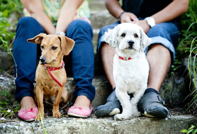 young-couple-with-dogs.jpg
