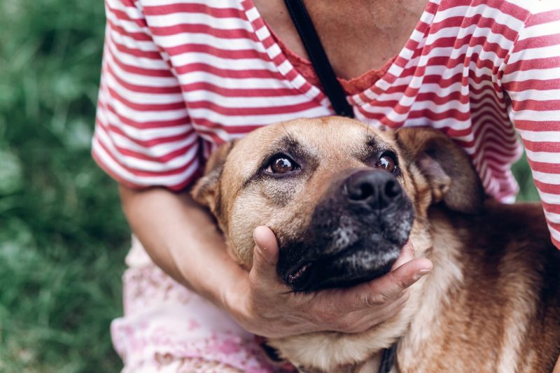 cute-dog-bonding-with-new-owner.jpg